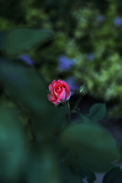 一朵美丽的蔷薇花