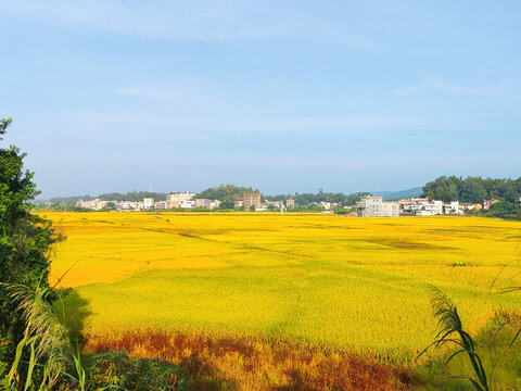 黄金稻田