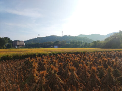 黄金稻田