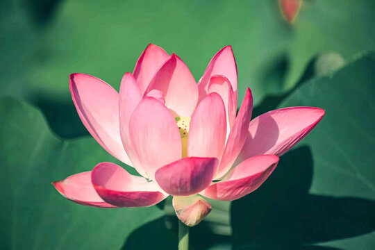 莲花