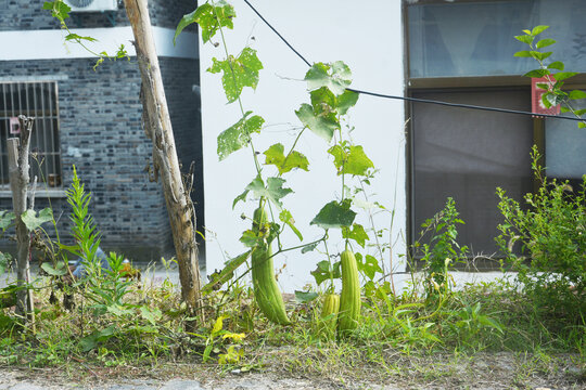 农村丝瓜小景