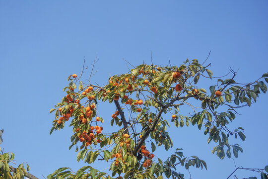 秋天唯美柿子树