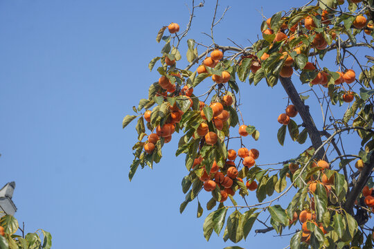 蓝天与秋天柿子树