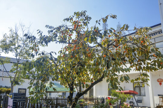庭院柿子树