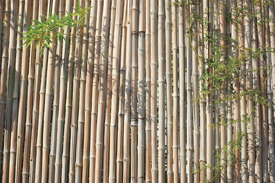 竹子围墙背景