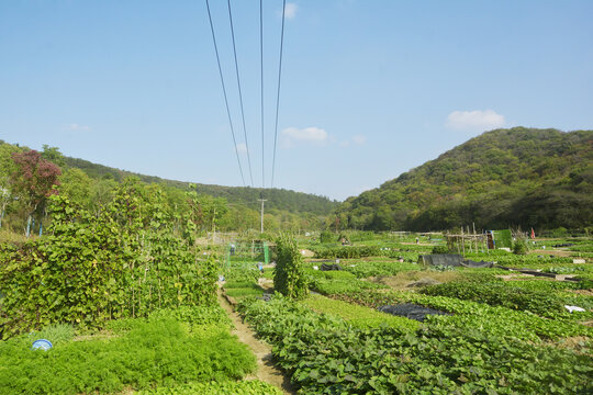 山村蔬菜种植