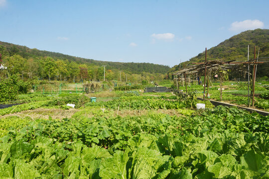 农家蔬菜种植