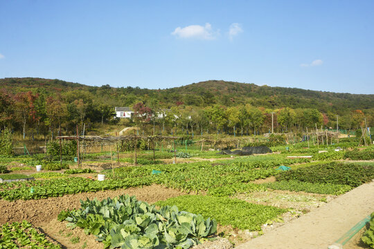 蔬菜种植基地