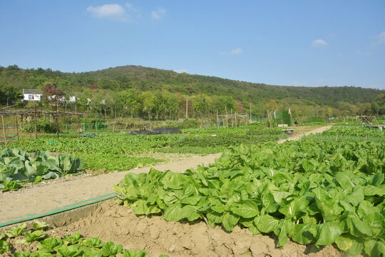 蔬菜种植基地
