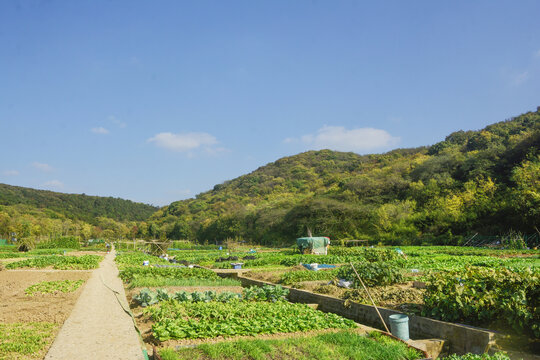 山村菜地