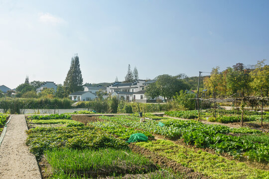 乡村菜园