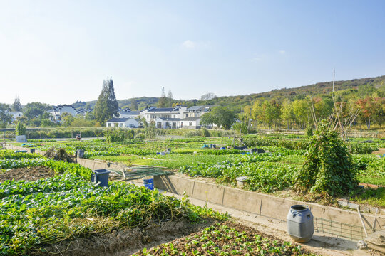 村落菜地