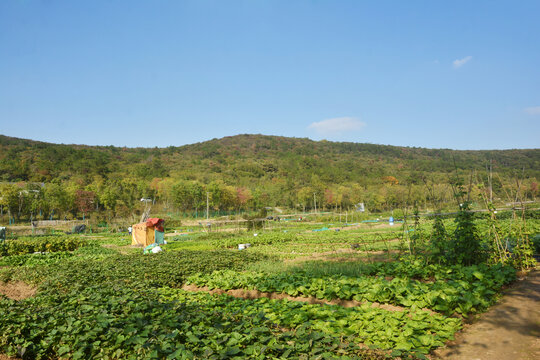 山村菜地