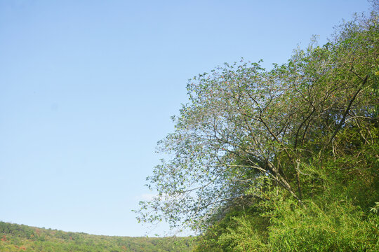 山上的野树