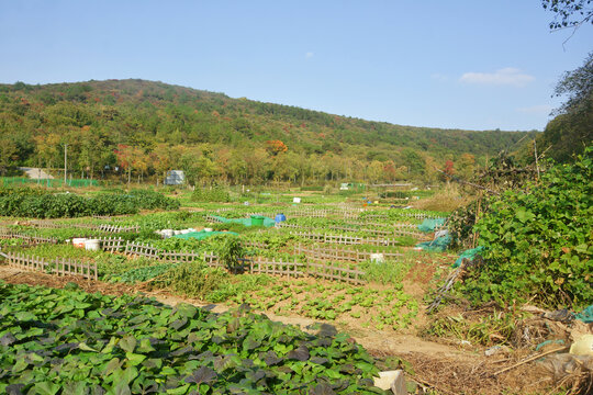 木篱笆菜园