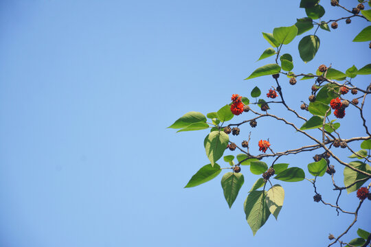 构树红色果实