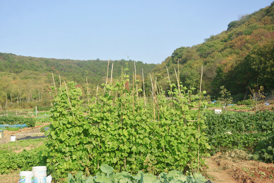 豇豆蔬菜架