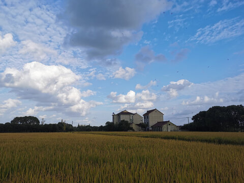 丰收季节金色稻田