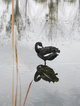 湖面上的黑天鹅