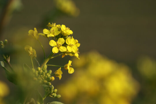 油菜花