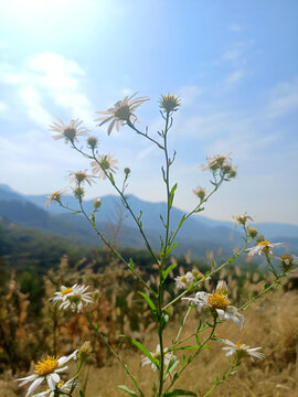 山花