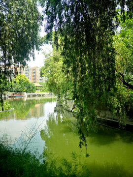 河边绿树