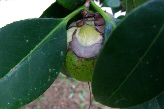 山茶花果