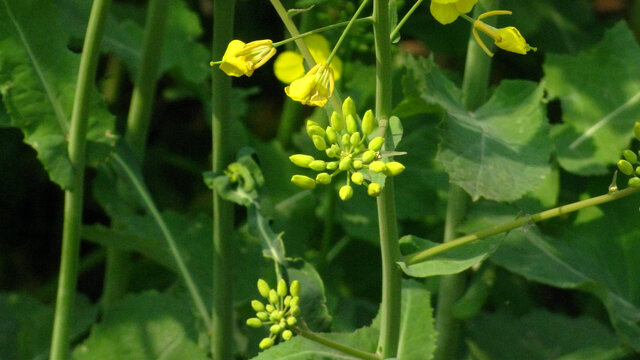 油菜花