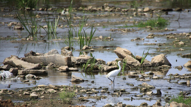 白鹭湿地生态