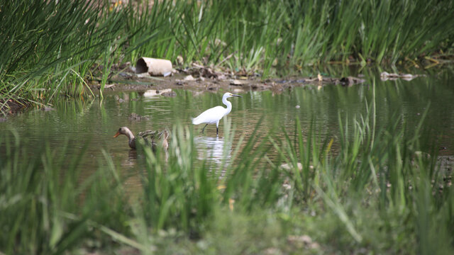 生态湿地公园白鹭鸭子