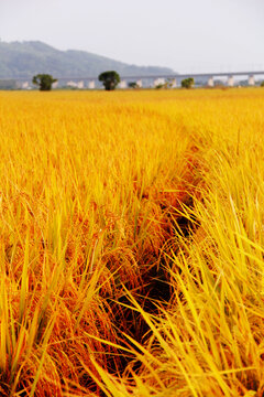金黄的稻田