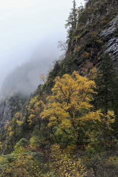 云雾缭绕高山峭壁秋色风景