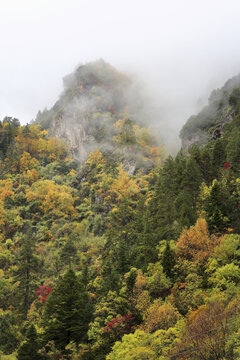 四川阿坝云雾缭绕树林秋色风景