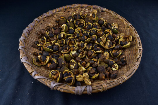 野山茶籽油茶籽果实油茶种子