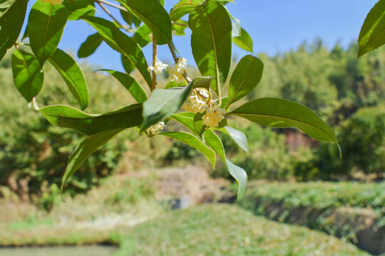 八月桂花枝叶九里香金粟树枝