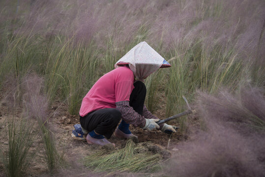 种植粉黛子