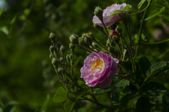 玫瑰花