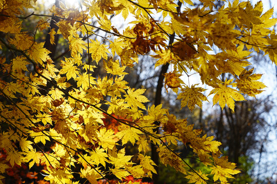 秋天山里黄色的枫叶