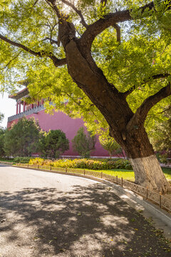 北京故宫外的古树