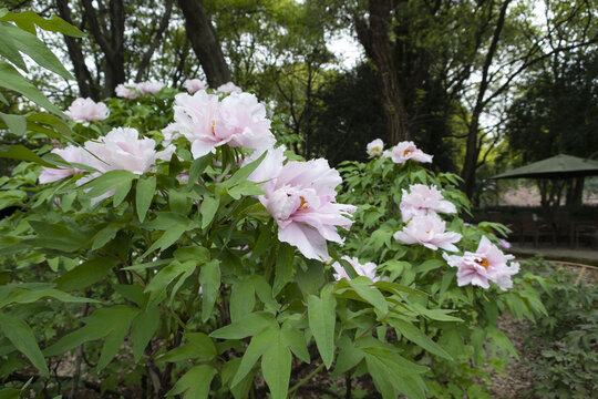 牡丹花