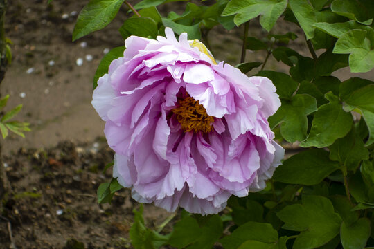牡丹花