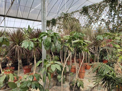 花店绿植展示