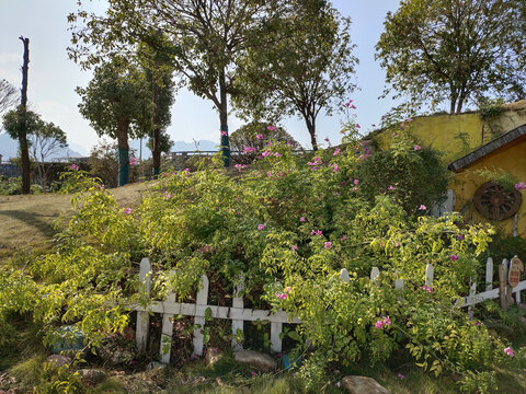 非洲凌霄花与绿植背景