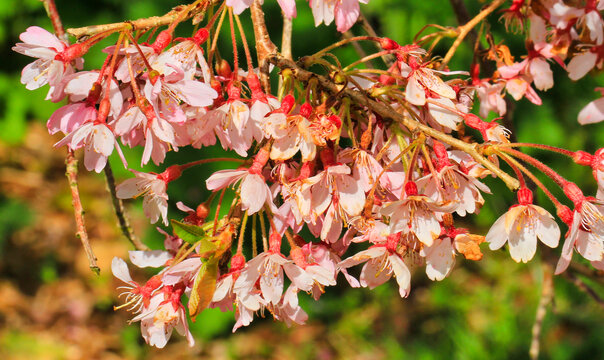 樱桃花