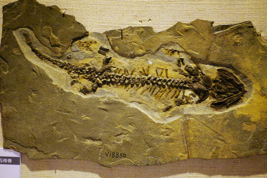 六道湾乌鲁木齐鲵骨骼化石