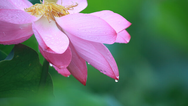 雨滴荷花