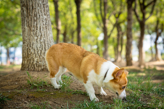 柯基