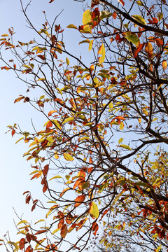 深秋的树叶