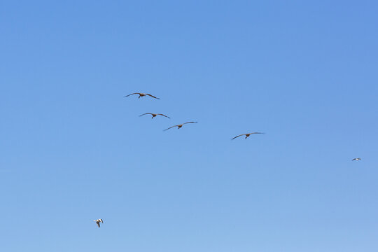 一群黑颈鹤飞翔蓝天