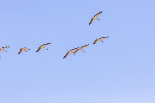 一群黑颈鹤飞翔蓝天